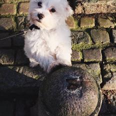 Bichon havanais Oskar