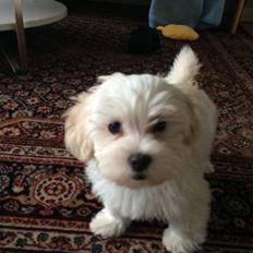 Bichon havanais Oskar