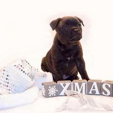 Staffordshire bull terrier Mademoiselle Coco