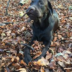 Labrador retriever Loui