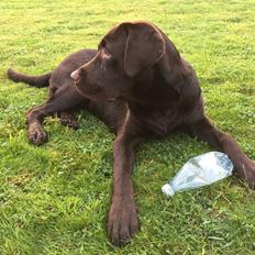 Labrador retriever Loui