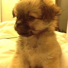 Blanding af racer Mojo