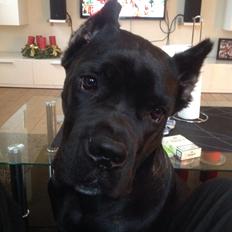 Cane corso Marco