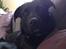 Blanding af racer Congo<3 R.I.P. ;(