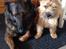 Cairn terrier Nibstrup Disa (Tulle)