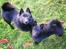 Schipperke Røndesminde's Xander(bølle)