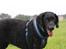 Curly coated retriever Balto (RIP)