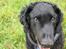 Curly coated retriever Balto (RIP)