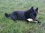 Schipperke Røndesminde's Xander(bølle)