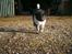Blanding af racer Ellie
