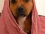 Staffordshire bull terrier Maggie