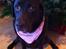 Labrador retriever Molly La Moulin <3