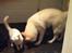 Blanding af racer Cuba, Malamute / hvid schæfer / Samojedhund - 22 uger.. med katten