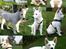 Blanding af racer Cuba, Malamute / hvid schæfer / Samojedhund