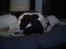 Blanding af racer Simba - ''ZzZzZzZzZz''