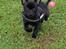 Blanding af racer Pomeranian, Chihuahua Shellie