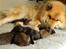 Eurasier Akema