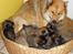 Eurasier Akema