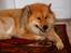 Eurasier Akema