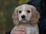 Field Trial Cockerspaniel Spilops Wild Weather Wilma - Willma 7 uger gammel