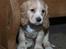 Field Trial Cockerspaniel Spilops Wild Weather Wilma - Wilma 6 uger gammel