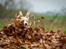 Field Trial Cockerspaniel Spilops Wild Weather Wilma - 7 uger