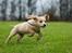 Field Trial Cockerspaniel Spilops Wild Weather Wilma - 7 uger