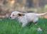 Field Trial Cockerspaniel Spilops Wild Weather Wilma - 5 uger