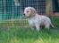 Field Trial Cockerspaniel Spilops Wild Weather Wilma - Udenfor for første gang, knap 5 uger