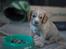 Field Trial Cockerspaniel Spilops Wild Weather Wilma - Wilma 4 uger