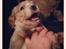 Field Trial Cockerspaniel Spilops Wild Weather Wilma - Wilma knap 5 uger