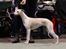 Whippet Kiwi - November 2014