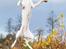 Whippet Kiwi - Oktober 2014