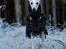 Whippet Kiwi - Desember 2014