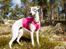 Whippet Kiwi - September 2014