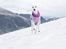 Whippet Kiwi - August 2014 - koser oss oppe i fjellene :)