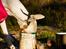 Whippet Kiwi - September 2014 - Matvraket :p