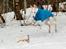 Whippet Kiwi - Februar 2014