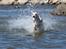 Whippet Kiwi - Juni 2014