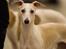 Whippet Kiwi - Februar 2014