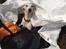 Whippet Kiwi - Juli 2014