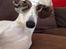 Whippet Kiwi - Juli 2014