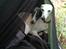 Whippet Kiwi - August 2014 - Jentene koser seg i hengekøya på tur :)