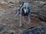 Whippet Kiwi - Desember 2014 - Jobber med å trekke kjetting :)
