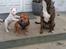 Staffordshire bull terrier AMillionKisses aka Fuzzy