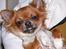 Chihuahua Nicky (Unique)