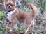 Chihuahua Nicky (Unique)