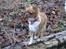 Chihuahua Nicky (Unique)
