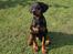 Dobermann MALKIN