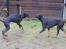 Dobermann MALKIN
